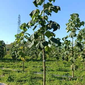 Paulownia en France - 17 October 2025