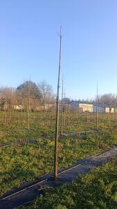 Paulownia en France - 4 January 2026