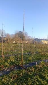 Paulownia en France - 4 January 2026