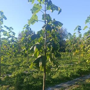 Paulownia en France - 17 October 2025