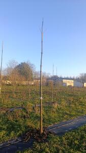 Paulownia en France - 4 January 2026