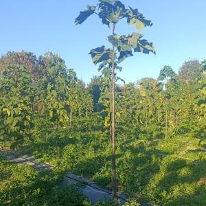 Paulownia en France - 17 October 2025