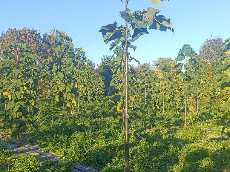 Paulownia en France
