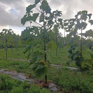 Paulownia en France - 20 October 2025