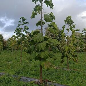 Paulownia en France - 20 October 2025