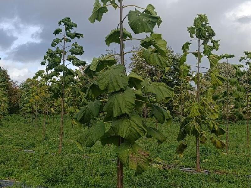 Paulownia en France