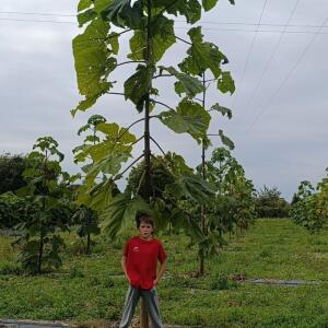 Paulownia en France - 19 October 2025