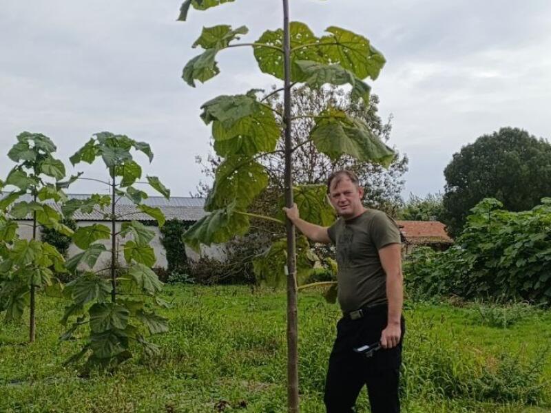 Paulownia en France