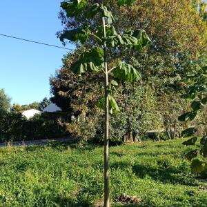 Paulownia en France - 17 October 2025