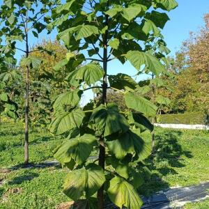Paulownia en France - 17 October 2025