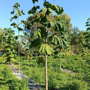 Paulownia en France - 17 October 2025