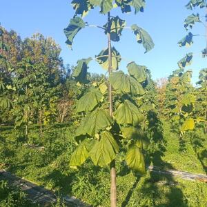 Paulownia en France - 17 October 2025