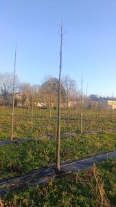 Paulownia en France - 4 January 2026