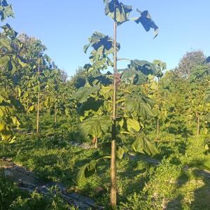 Paulownia en France - 17 October 2025