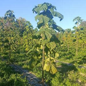 Paulownia en France - 17 October 2025