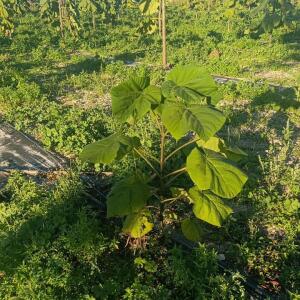 Paulownia en France - 17 October 2025