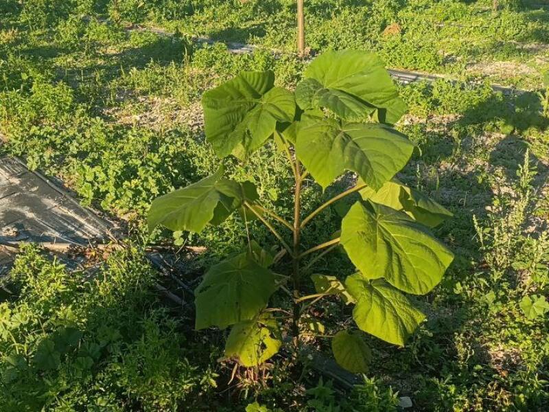 Paulownia en France