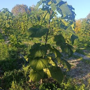 Paulownia en France - 17 October 2025