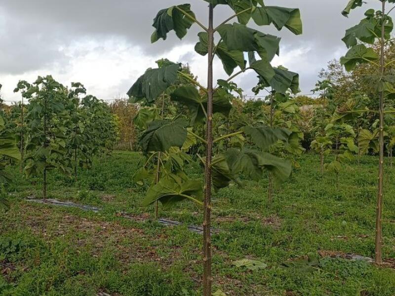 Paulownia en France