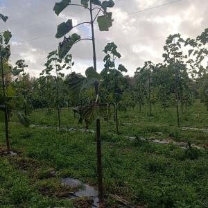 Paulownia en France - 20 October 2025