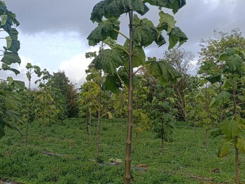 Paulownia en France