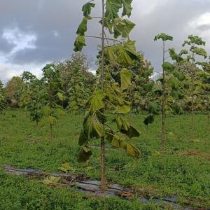 Paulownia en France - 20 October 2025