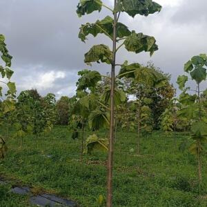 Paulownia en France - 20 October 2025