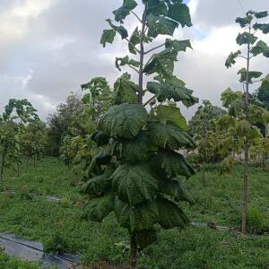Paulownia en France - 20 October 2025