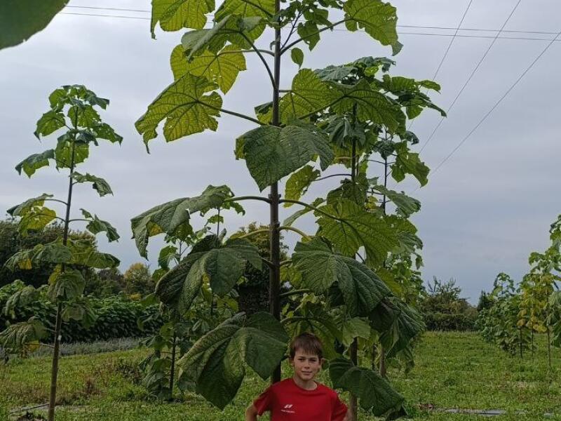 Paulownia en France