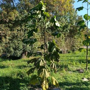 Paulownia en France - 17 October 2025