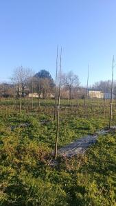 Paulownia en France - 4 January 2026