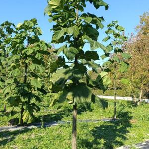 Paulownia en France - 17 October 2025
