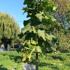 Paulownia en France - 17 October 2025