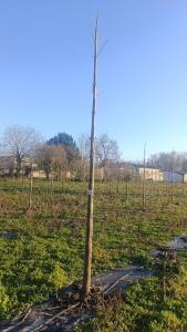 Paulownia en France - 4 January 2026