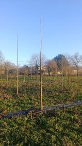 Paulownia en France - 4 January 2026