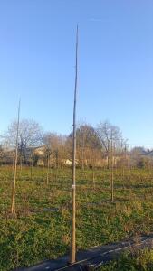 Paulownia en France - 4 January 2026