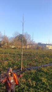 Paulownia en France - 4 January 2026