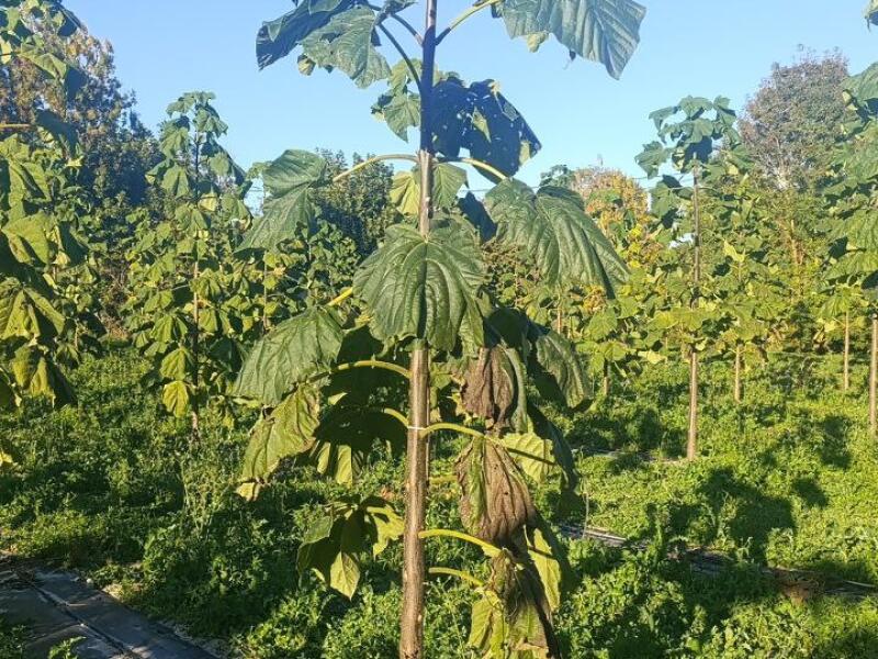 Paulownia en France