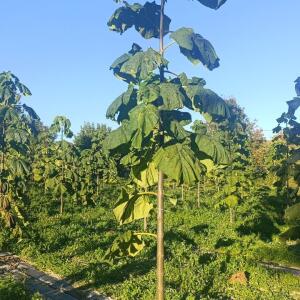 Paulownia en France - 17 October 2025