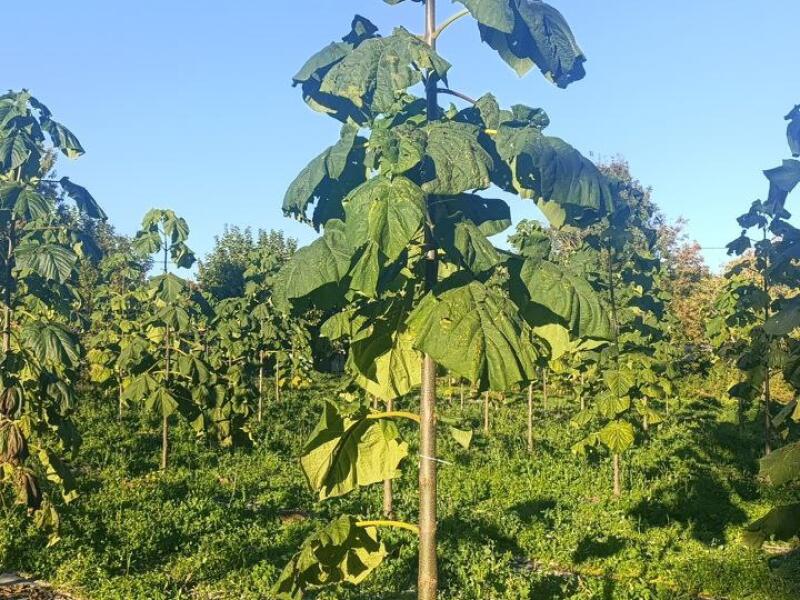Paulownia en France