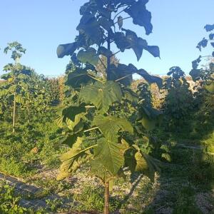 Paulownia en France - 17 October 2025