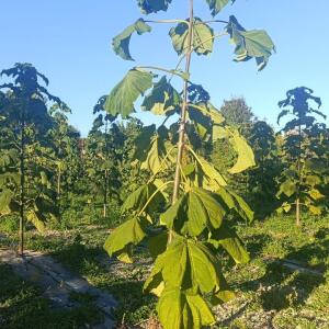 Paulownia en France - 17 October 2025