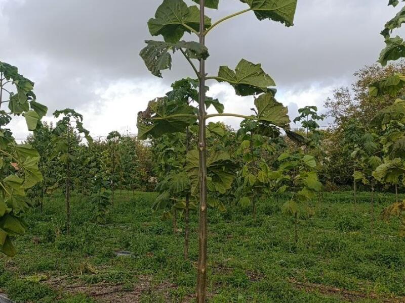 Paulownia en France