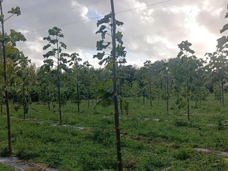Paulownia en France