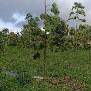 Paulownia en France - 20 October 2025