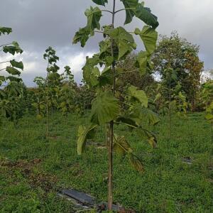 Paulownia en France - 20 October 2025
