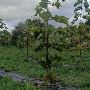 Paulownia en France - 20 October 2025