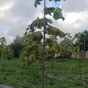 Paulownia en France - 20 October 2025