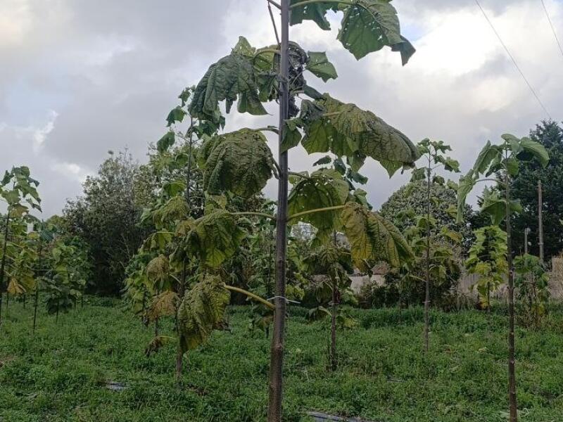 Paulownia en France