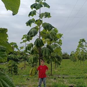 Paulownia en France - 19 October 2025